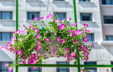 Petunias hanging inside the window frame with cotton purple petunias hanging up blocking is excellent, so far as the windows of high-rise buildings as backdrop for the brilliant flower pots more than