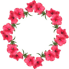 Pink flower on a white background. Petunia 