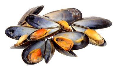 Freshly Cooked Mussels © philip kinsey
