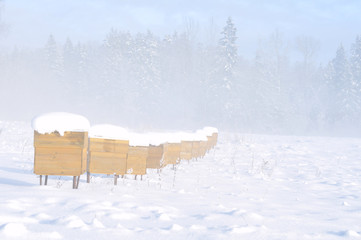 Beehives in winter fog