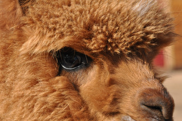 Alpaca © budurfoto