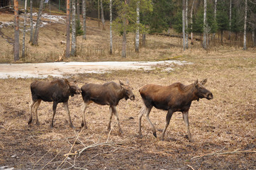 Elks family