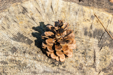 Conifer on the stump