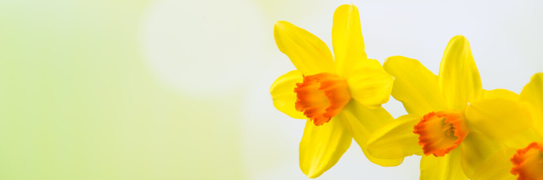 osterblumen mit freifl&auml;che