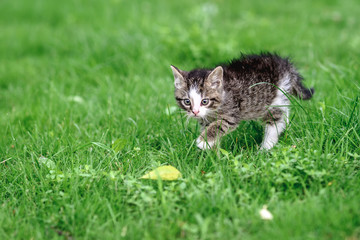Naklejka na ściany i meble Little grey kitten hunting in the green grass