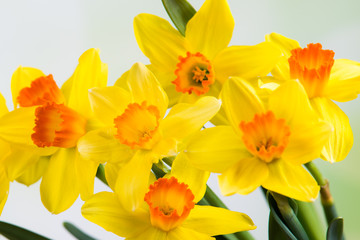 narzissenstrau&szlig;