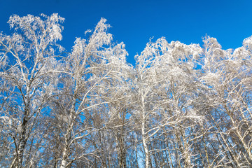 Winter forest with snow trees and blue sky