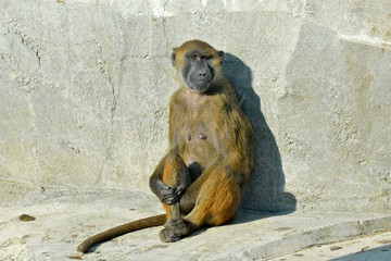 Babouin de Guinée