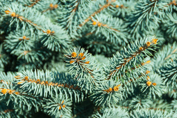 Pine branches