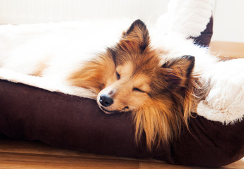 Sheltie schläft, sheltie to sleep