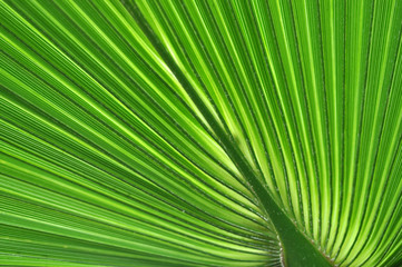 Obraz premium Abstract close-up of a green palm leaf