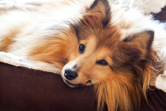 Sheltie misstrauisch