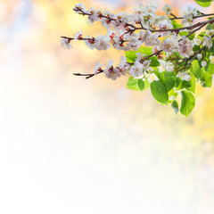 Lovely flowering tree branches, spring background