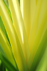 Abstract yellow cactus leaf