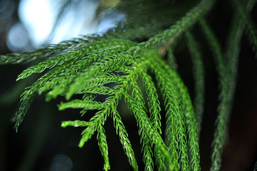 Green tree branch in spring
