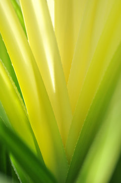 Abstract Yellow Cactus Leaf