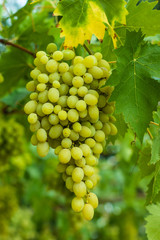 Green grapes in the garden
