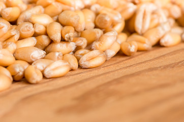 Ripe wheat background
