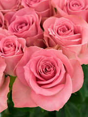 ピンクのバラの花