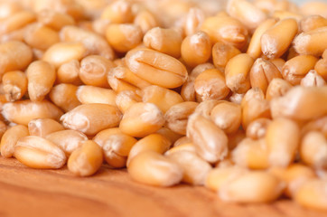 Ripe wheat background
