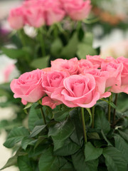 ピンクのバラの花