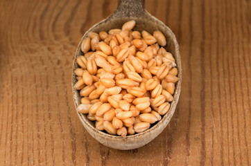 organic barley grain