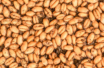 Ripe wheat background