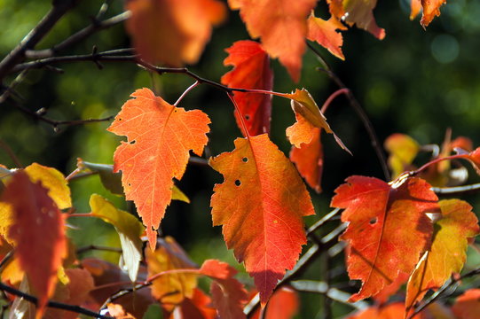 Autumn rowan leaves background