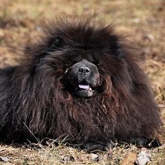 Fototapeta premium Big fluffy Chow Chow dog