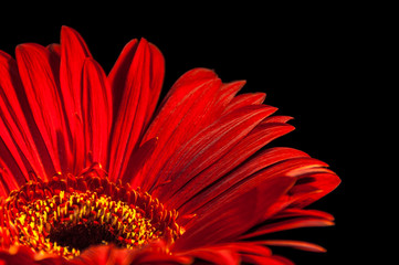 Red gerbera flower on the black background. Macro isolated