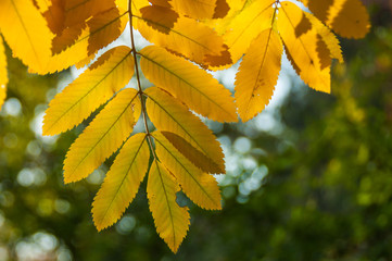 Autumn rowan leaves background