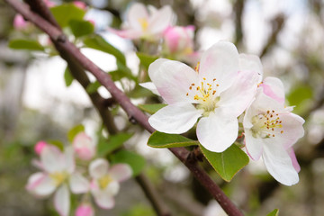 Fototapeta na wymiar Apple tree blossom.