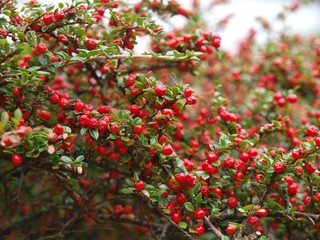 Red berries