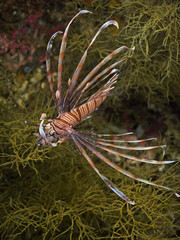 Juvenile common lionfish, Pazifischer Rotfeuerfisch (Pterois volitans)