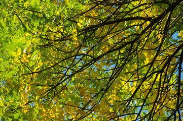 Autumn linden leaves on the sky background. Selective focus