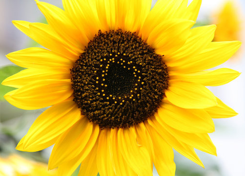Sunflower in sunbeams