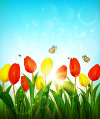 Spring background with red and yellow tulips.