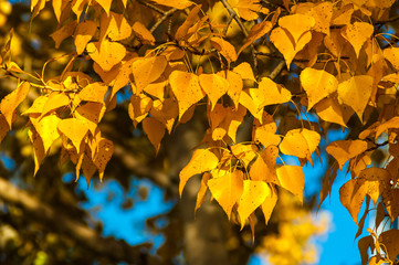 Autumn poplar leaves background