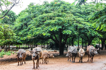 Group of Buffalo under the tree