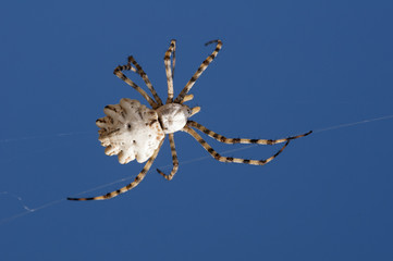 araña en cielo azul. Argiope lobata