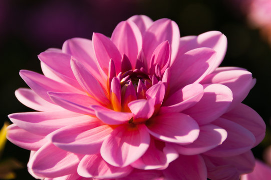 Pink dahlia closeup