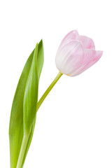 Tulip flowers isolated