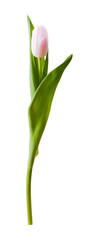 Obraz premium Tulip flowers isolated