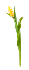 Fototapeta na wymiar Tulip flowers isolated