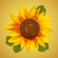Fototapeta premium Sunflower with green leafs, isolated on a vintage background. Vector illustration.