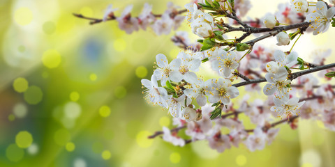 Spring branch