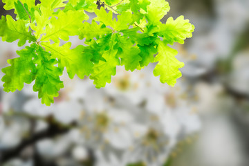Fototapeta na wymiar Green background with oak