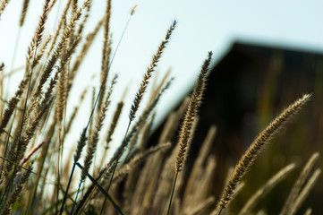 Fototapeta premium Tall grass and house on the background. Bokeh