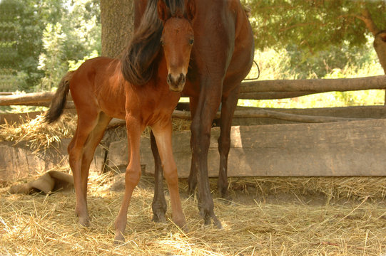 Little Foal With Mama At The Stall