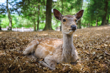 Deer in the park